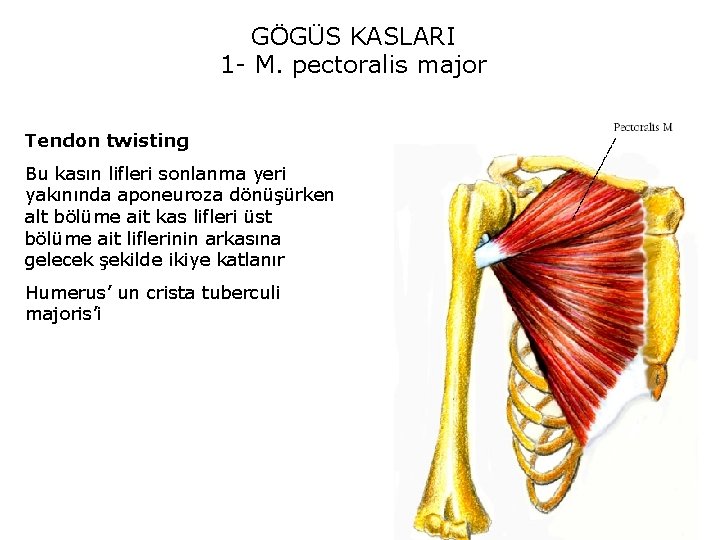 GÖGÜS KASLARI 1 - M. pectoralis major Tendon twisting Bu kasın lifleri sonlanma yeri