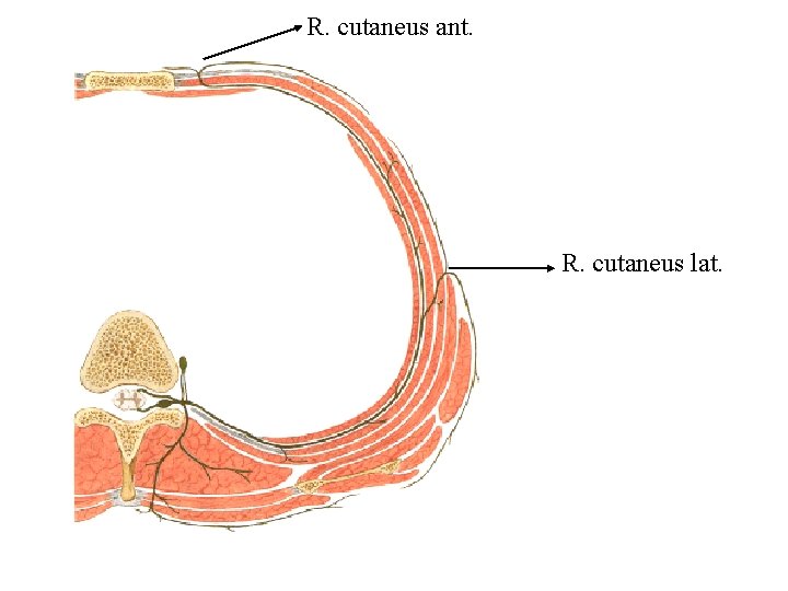 R. cutaneus ant. R. cutaneus lat. 