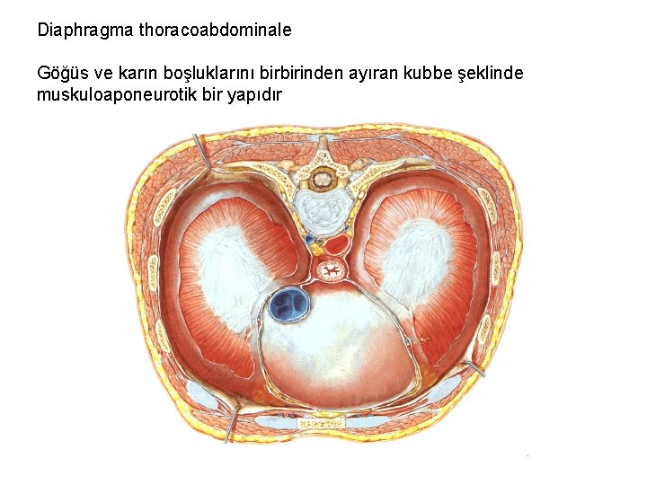 Diaphragma thoracoabdominale Göğüs ve karın boşluklarını birbirinden ayıran kubbe şeklinde muskuloaponeurotik bir yapıdır 