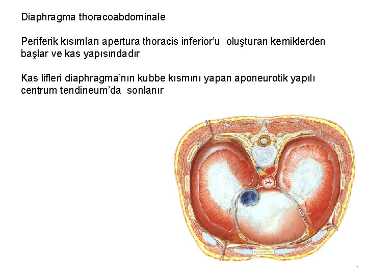 Diaphragma thoracoabdominale Periferik kısımları apertura thoracis inferior’u oluşturan kemiklerden başlar ve kas yapısındadır Kas