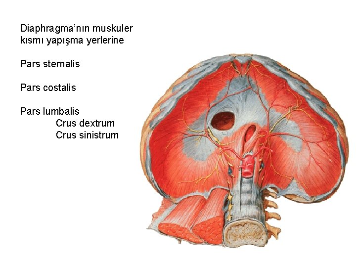 Diaphragma’nın muskuler kısmı yapışma yerlerine Pars sternalis Pars costalis Pars lumbalis Crus dextrum Crus