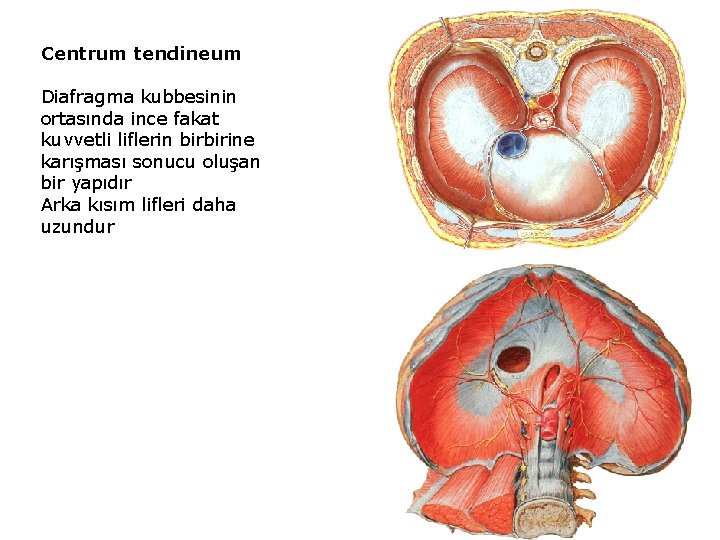 Centrum tendineum Diafragma kubbesinin ortasında ince fakat kuvvetli liflerin birbirine karışması sonucu oluşan bir