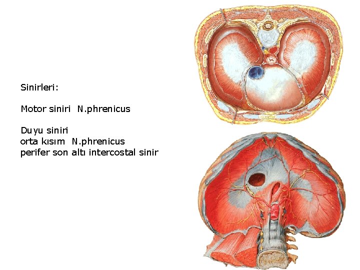 Sinirleri: Motor siniri N. phrenicus Duyu siniri orta kısım N. phrenicus perifer son altı
