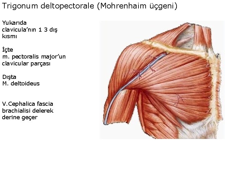 Trigonum deltopectorale (Mohrenhaim üçgeni) Yukarıda clavicula’nın 1 3 dış kısmı İçte m. pectoralis major’un