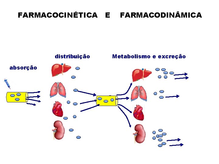 FARMACOCINÉTICA E distribuição absorção FARMACODIN MICA Metabolismo e excreção 