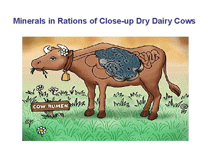 Minerals in Rations of Close-up Dry Dairy Cows 