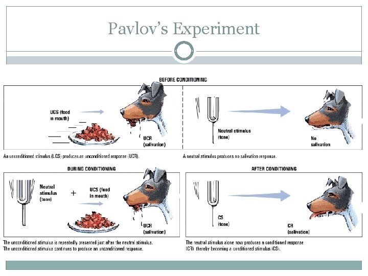 Pavlov’s Experiment 