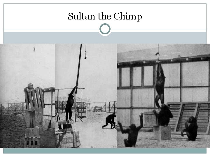 Sultan the Chimp 