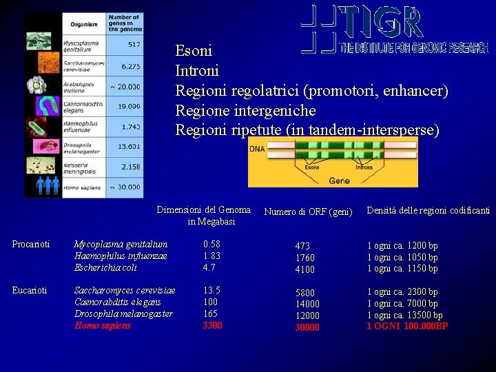 Esoni Introni Regioni regolatrici (promotori, enhancer) Regione intergeniche Regioni ripetute (in tandem-intersperse) Dimensioni del