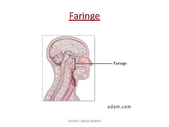 Faringe DOCENTE: CARLOS MORENO 