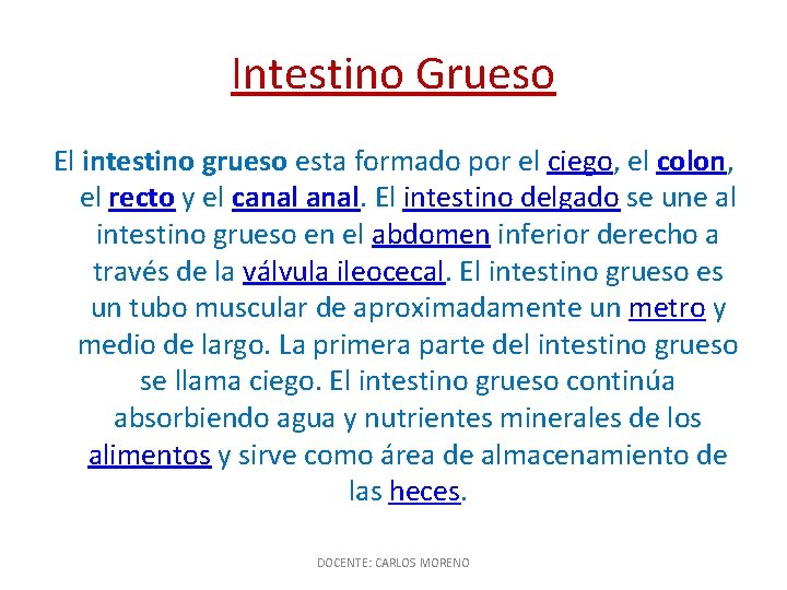 Intestino Grueso El intestino grueso esta formado por el ciego, el colon, el recto