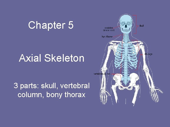 Chapter 5 Axial Skeleton 3 parts: skull, vertebral column, bony thorax 