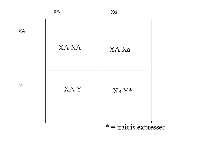 XA XA XA Xa XA Y Xa Y* * = trait is expressed 