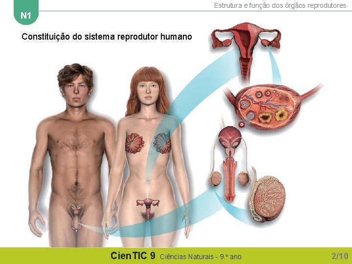 Estrutura e função dos órgãos reprodutores N 1 Constituição do sistema reprodutor humano Cien.