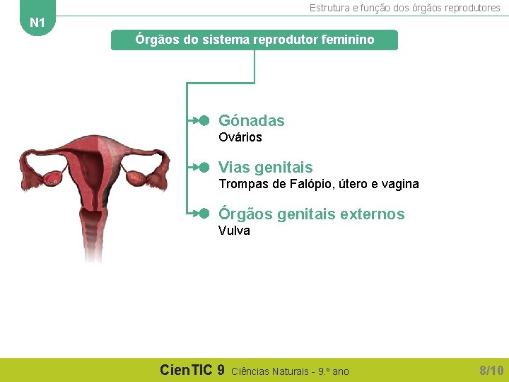 Estrutura e função dos órgãos reprodutores N 1 Órgãos do sistema reprodutor feminino Gónadas