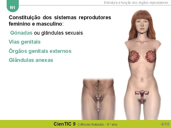 Estrutura e função dos órgãos reprodutores N 1 Constituição dos sistemas reprodutores feminino e