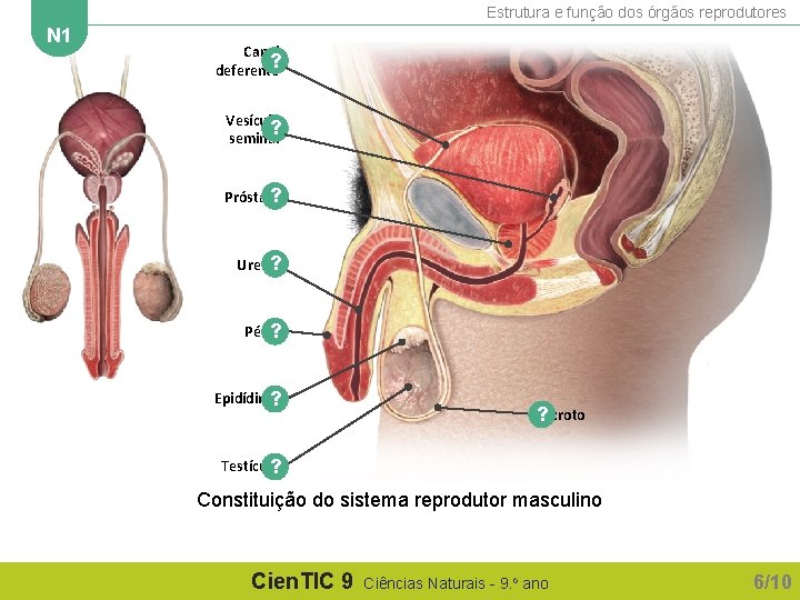 Estrutura e função dos órgãos reprodutores N 1 Canal ? deferente Vesícula ? seminal