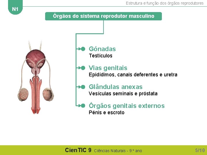 Estrutura e função dos órgãos reprodutores N 1 Órgãos do sistema reprodutor masculino Gónadas