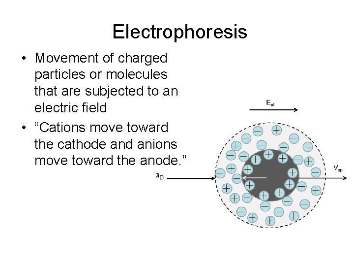 Electrophoresis • Movement of charged particles or molecules that are subjected to an electric
