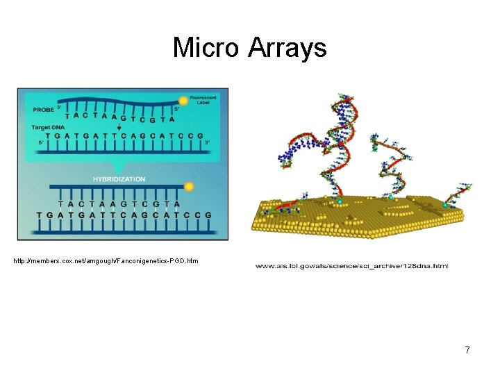 Micro Arrays http: //members. cox. net/amgough/Fanconigenetics-PGD. htm 7 