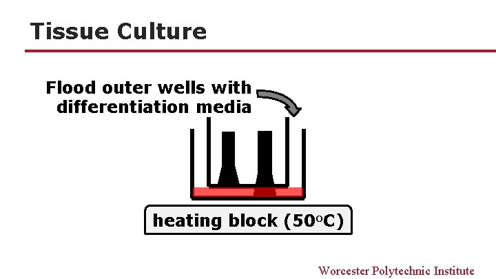 Tissue Culture Flood outer wells with differentiation media heating block (50 o. C) Worcester