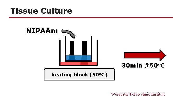 Tissue Culture NIPAAm 30 min @50 o. C heating block (50 o. C) Worcester