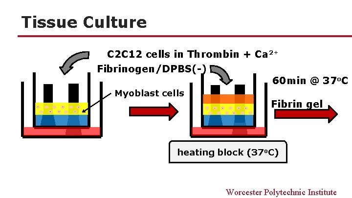 Tissue Culture C 2 C 12 cells in Thrombin + Ca 2+ Fibrinogen/DPBS(-) Myoblast