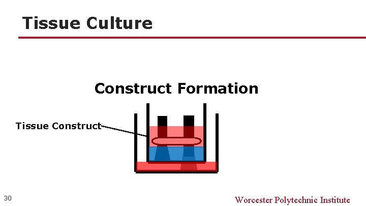 Tissue Culture Construct Formation Tissue Construct 30 Worcester Polytechnic Institute 