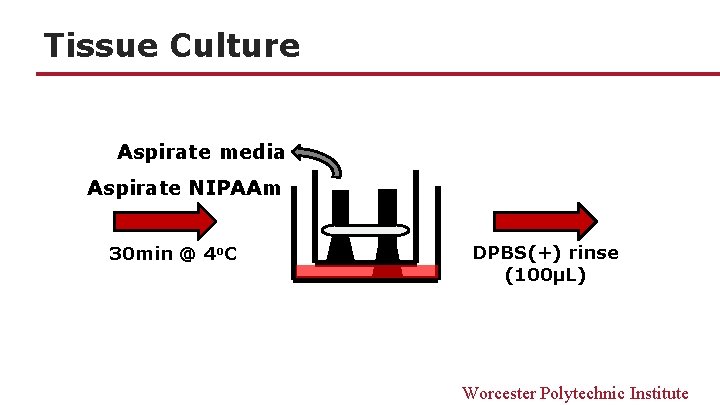 Tissue Culture Aspirate media Aspirate NIPAAm 30 min @ 4 o. C DPBS(+) rinse