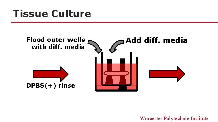 Tissue Culture Flood outer wells with diff. media Add diff. media DPBS(+) rinse Worcester