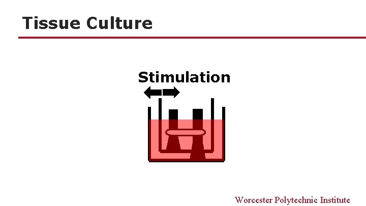 Tissue Culture Stimulation Worcester Polytechnic Institute 