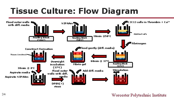 Tissue Culture: Flow Diagram Flood outer wells with diff. media C 2 C 12