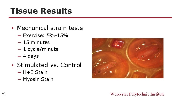 Tissue Results • Mechanical strain tests ─ ─ Exercise: 5%-15% 15 minutes 1 cycle/minute