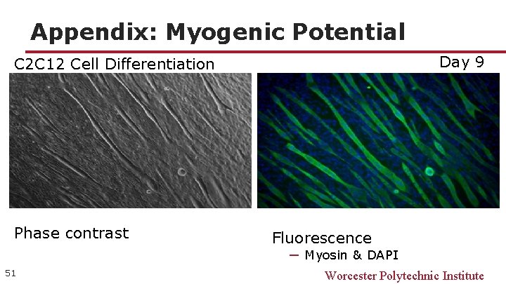 Appendix: Myogenic Potential Day 9 C 2 C 12 Cell Differentiation Phase contrast Fluorescence