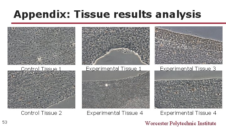 Appendix: Tissue results analysis 53 Control Tissue 1 Experimental Tissue 3 Control Tissue 2
