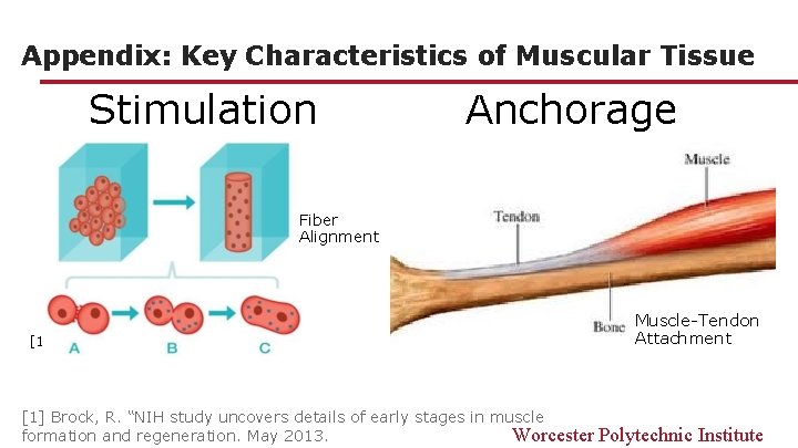 Appendix: Key Characteristics of Muscular Tissue Stimulation Anchorage Fiber Alignment [1] Brock, R. “NIH