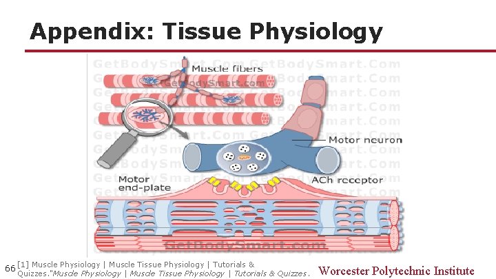 Appendix: Tissue Physiology 66 [1] Muscle Physiology | Muscle Tissue Physiology | Tutorials &