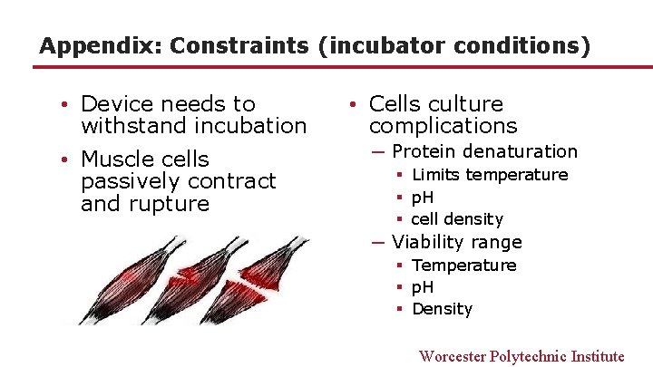 Appendix: Constraints (incubator conditions) • Device needs to withstand incubation • Muscle cells passively