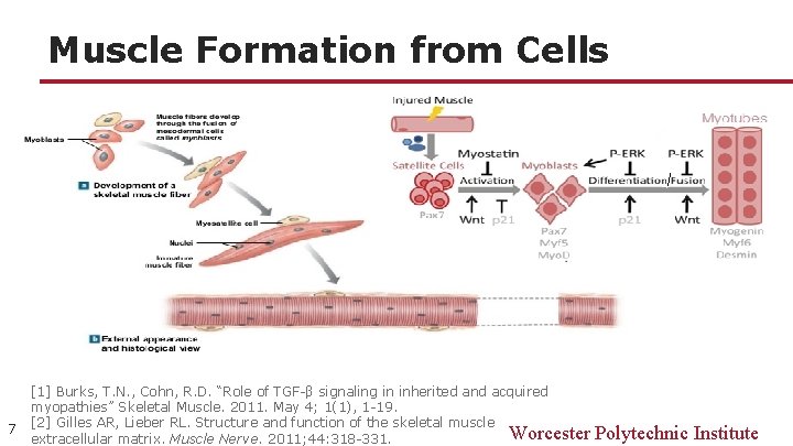 Muscle Formation from Cells 7 [1] Burks, T. N. , Cohn, R. D. “Role