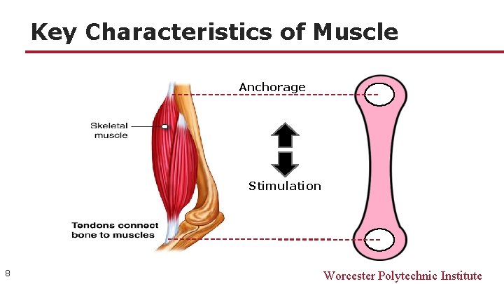 Key Characteristics of Muscle Anchorage Stimulation 8 Worcester Polytechnic Institute 