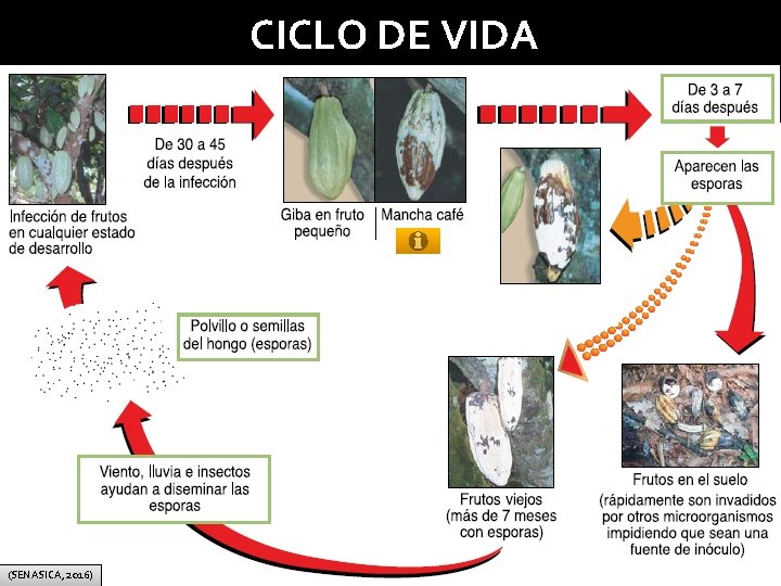 CICLO DE VIDA (SENASICA, 2016) 