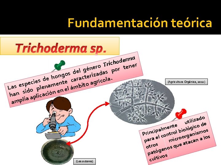  Fundamentación teórica Trichoderma sp. a m r e d icho r T er