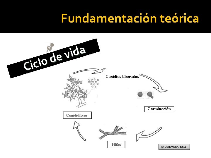Fundamentación teórica a d i v e d o l Cic (BIOSIEMBRA, 2014) 