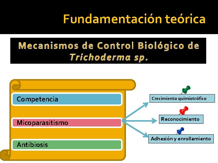 Fundamentación teórica Competencia Micoparasitismo Antibiosis Crecimiento quimiotrófico Reconocimiento Adhesión y enrollamiento 