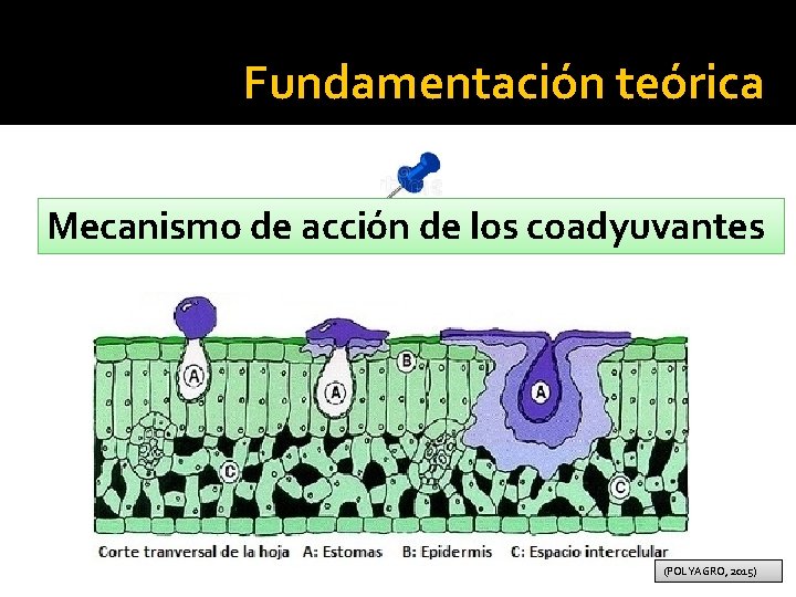 Fundamentación teórica Mecanismo de acción de los coadyuvantes (POLYAGRO, 2015) 