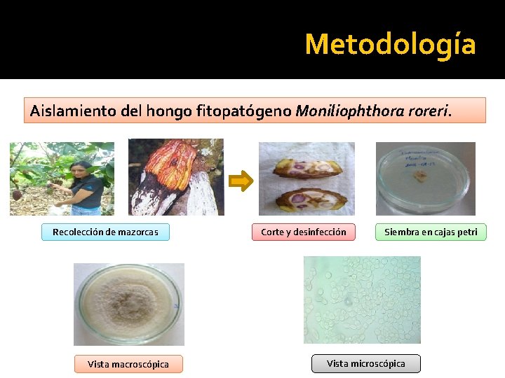 Metodología Aislamiento del hongo fitopatógeno Moniliophthora roreri. Recolección de mazorcas Vista macroscópica Corte y