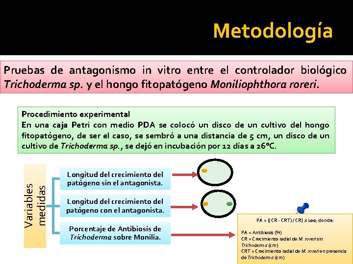 Metodología Pruebas de antagonismo in vitro entre el controlador biológico Trichoderma sp. y el