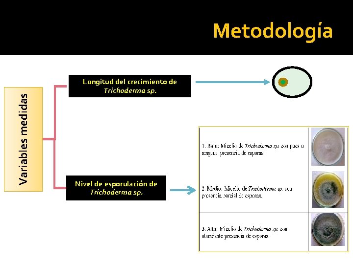 Variables medidas Metodología Longitud del crecimiento de Trichoderma sp. Nivel de esporulación de Trichoderma