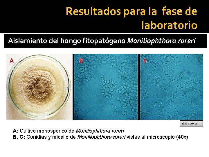 Resultados para la fase de laboratorio Aislamiento del hongo fitopatógeno Moniliophthora roreri (Los autores)