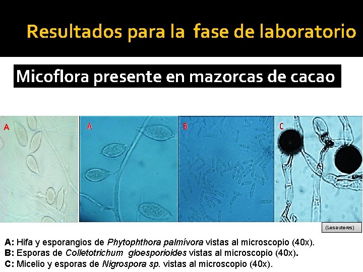 Resultados para la fase de laboratorio Micoflora presente en mazorcas de cacao A (Los